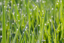 Сверкающее утро