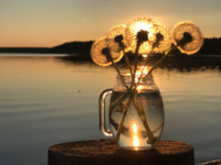 ... и маленький комарик