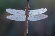 Из мелкого бисера