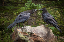 Хугин и Мунин