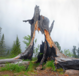 день пенька