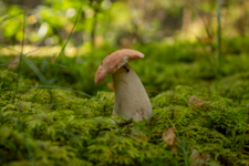 Слегка погрызанный.