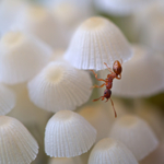 На распродаже зонтиков