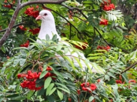 Белый голубь