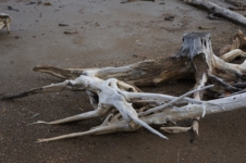 Осторожно! Пень!