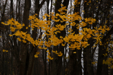 Осенние бабочки.