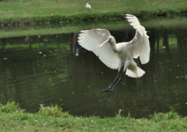 Воздушный балет