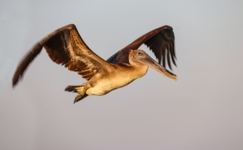 Пеликан однако