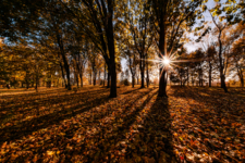 Осенний свет