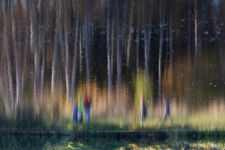 Волшебный лес