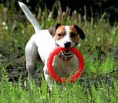 Любимая игрушка