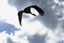 ПОД ОБЛАКАМИ