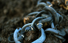 Потревоженный клубок