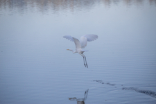 Белая цапля