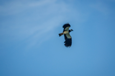 Не волнуйтесь, чибис!