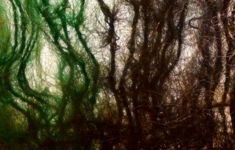 В шерстяном лесу