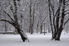 По заснеженному парку