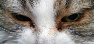 Шерстяной взгляд