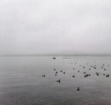 Утки поутру