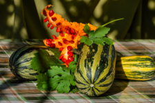 Полосатое лето