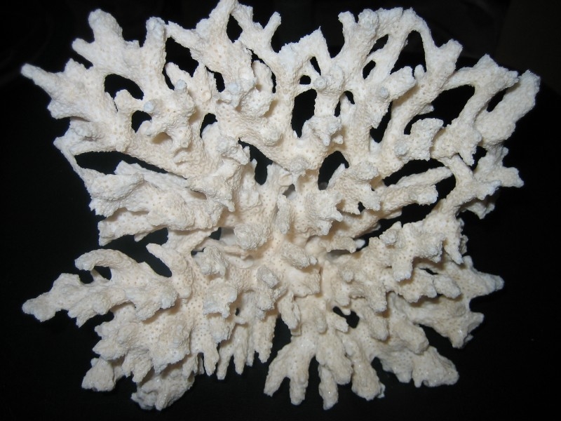 Скелет коралла. Мадрепоровый коралл полип. Скелет мадрепорового коралла. Карбонат кальция кораллы. Коралл Montastraea.