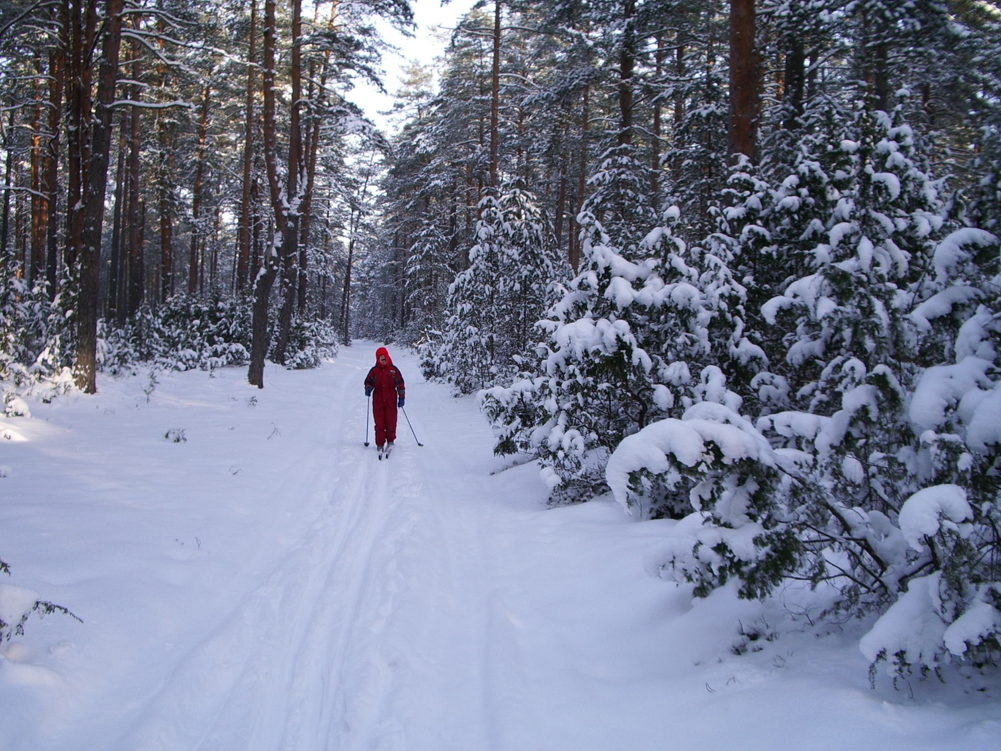 Forest ski. Карцевский лес Лыжня. Лыжня в Битцевском лесу. Битцевский парк лыжная. Уральская Лыжня Лесной.