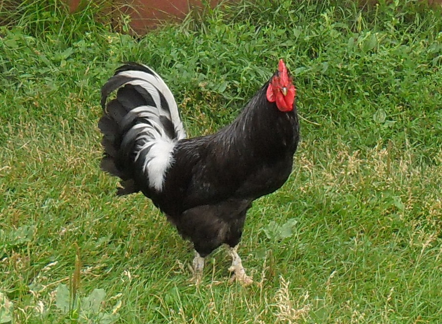 Черно Белая Курица Фото