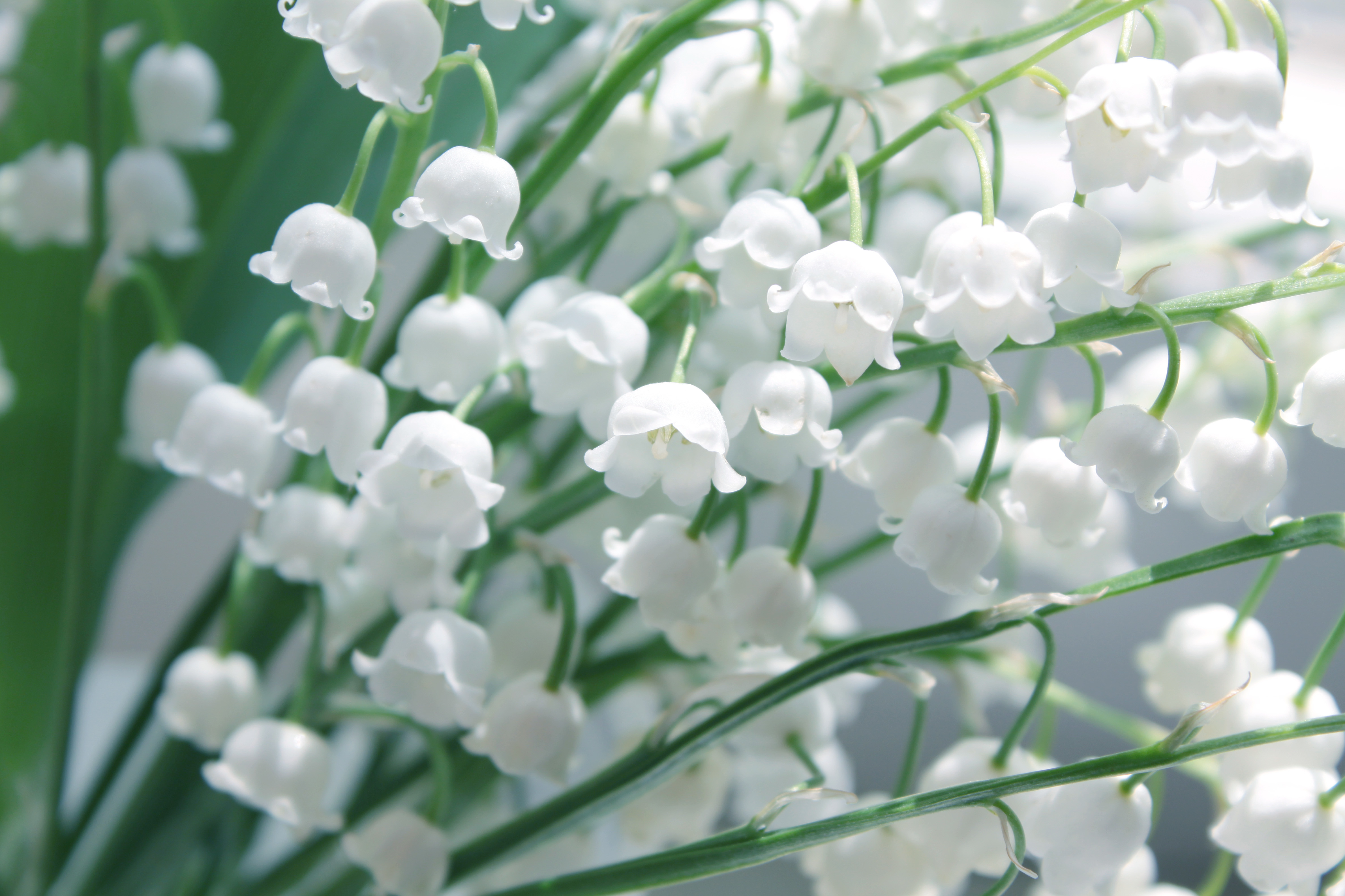 Первого мая цветы песня. Белые Ландыши.