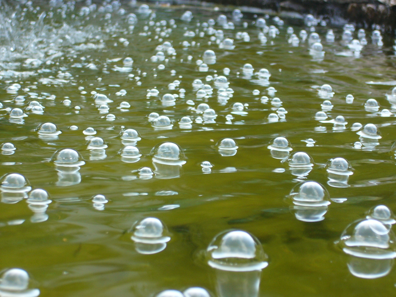 Кипящий дождь. Пузыри в воде. Пузыри на болоте. Пузыри на лужах. Дождевые пузыри.