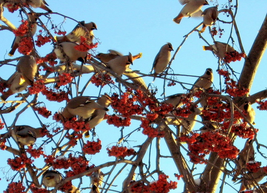 Стаи птиц зимой. Стая птиц на дереве. Много птиц в саду. Стайки птиц зимой на рябине. Стайка птиц на дереве.