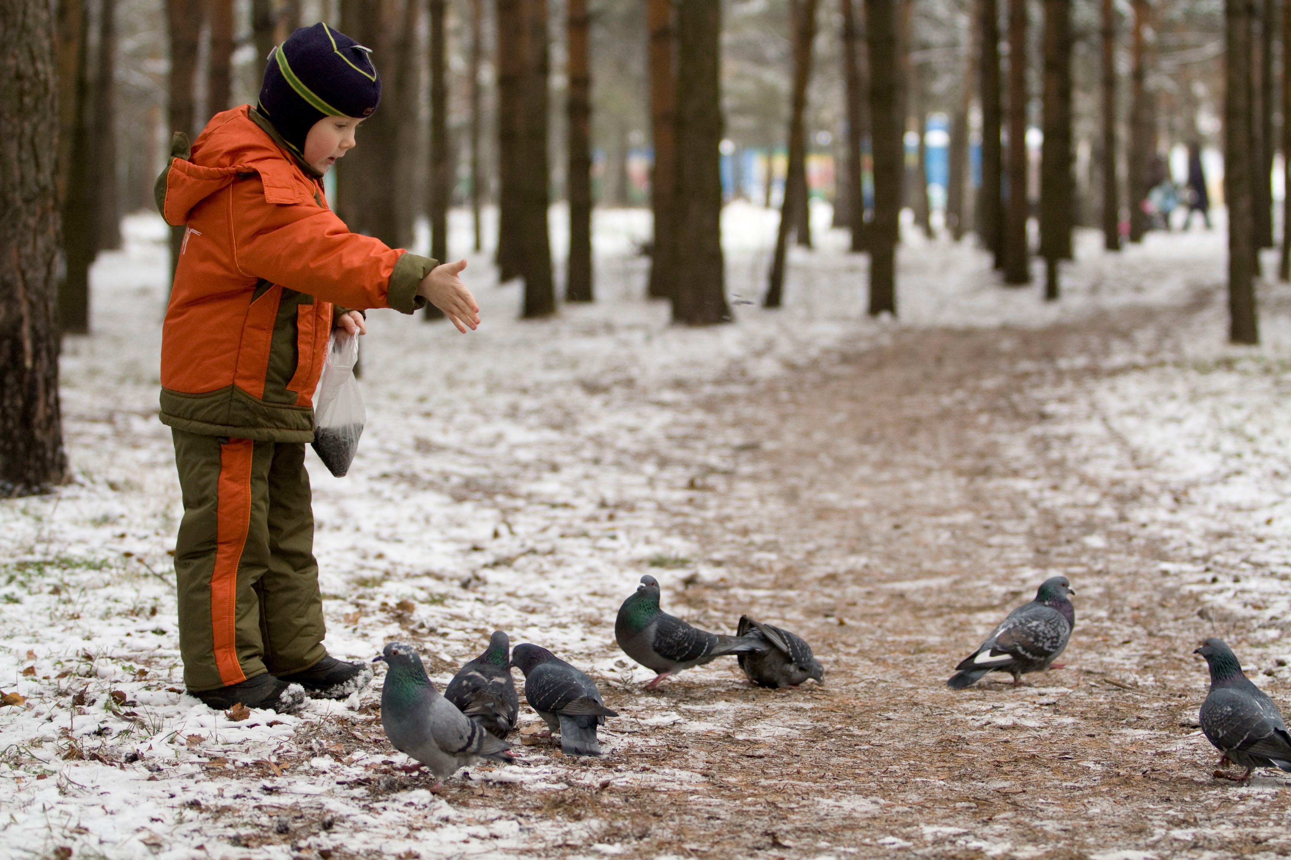 Пернатые в парках. Зимние птицы в городе. Городские птицы зимой. Птицы в зимнем парке. Птицы в парке зимой.