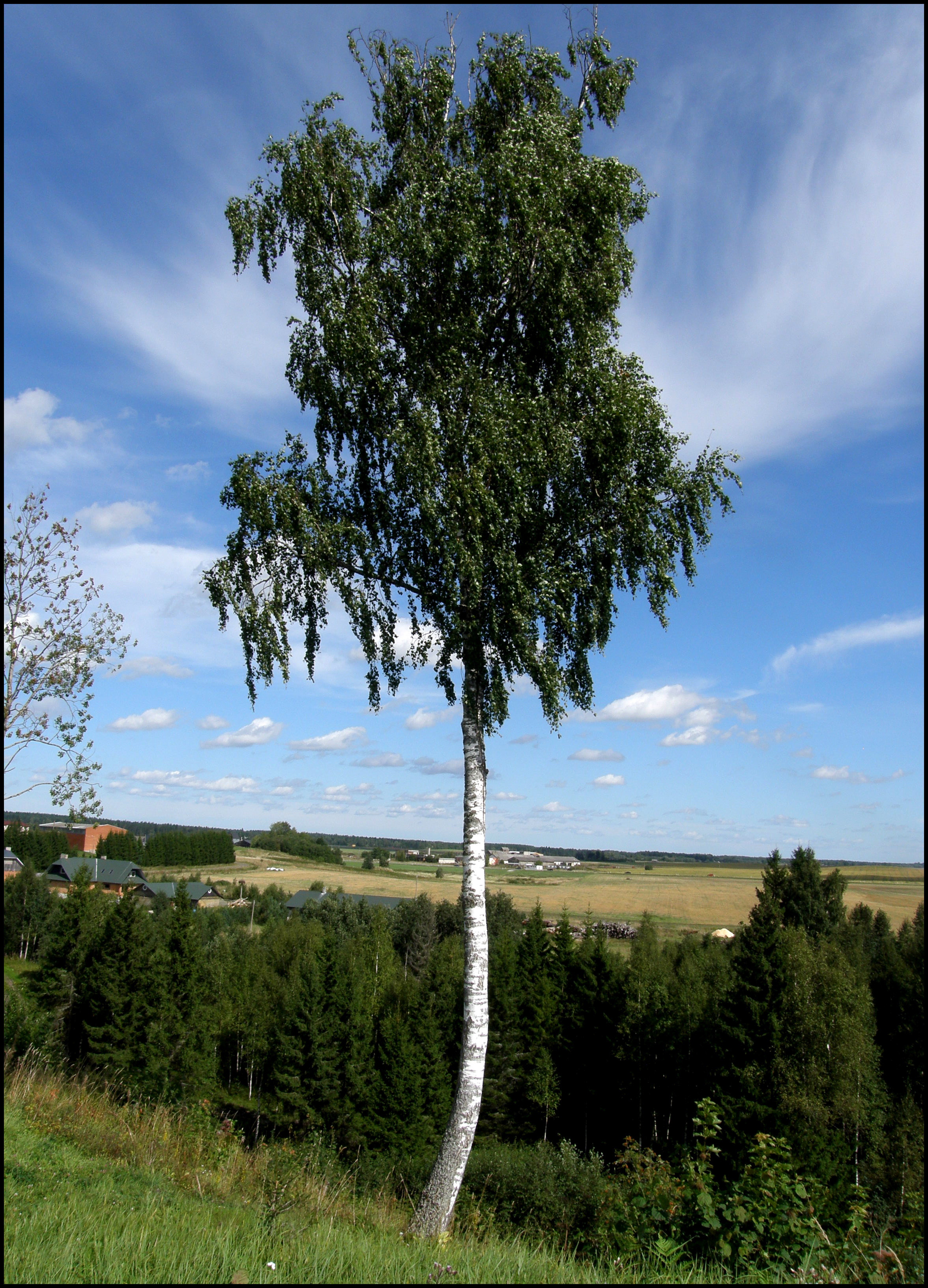 Сельсовет березка