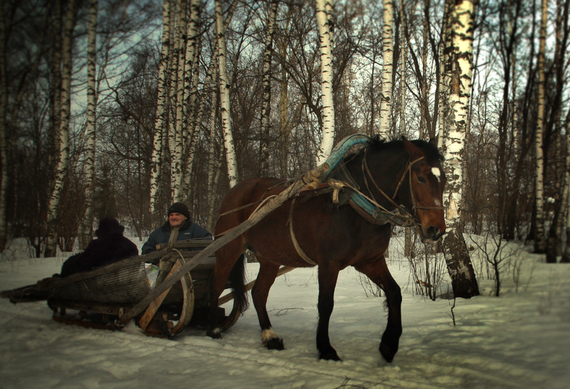 Пересолил. Пересолил Чехов. Лес Чехов фильм. Пересолил картинки. Пересолил Чехов фото.