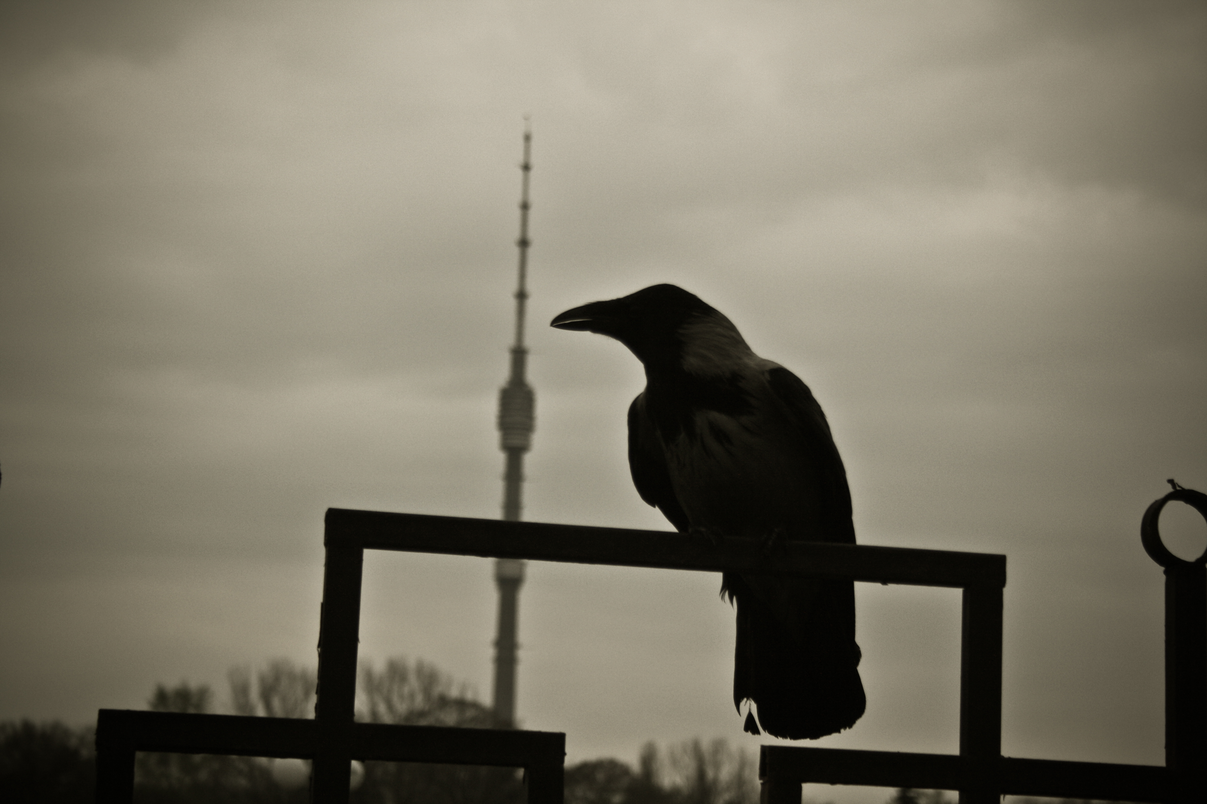 Ворона на кладбище