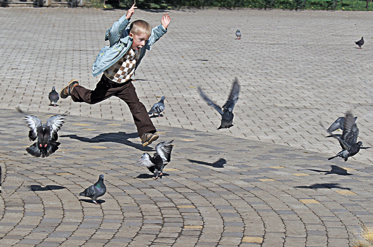 По крышам бегать голубей гонять. Голубей гонять. Дети гоняют птиц. Мальчишки гоняют голубей. Голубь бежит.