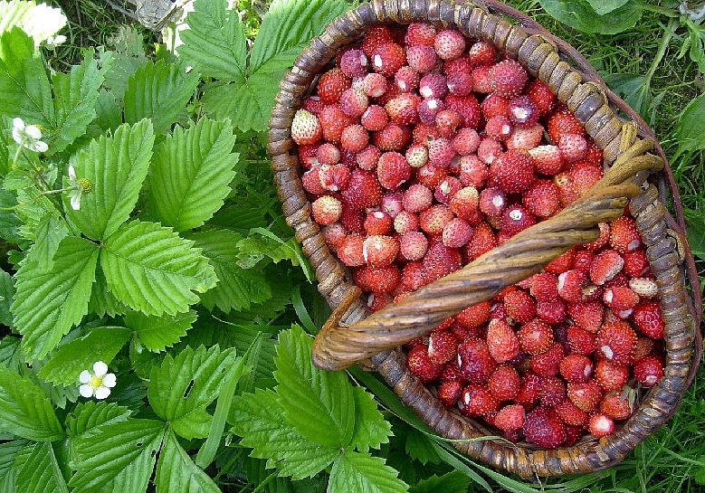 Сладка ягода слова. Сладкая ягода. Сладкие ягоды в лесу. Сладка ягода в лес поманит. Сладкие ягоды Лесные.