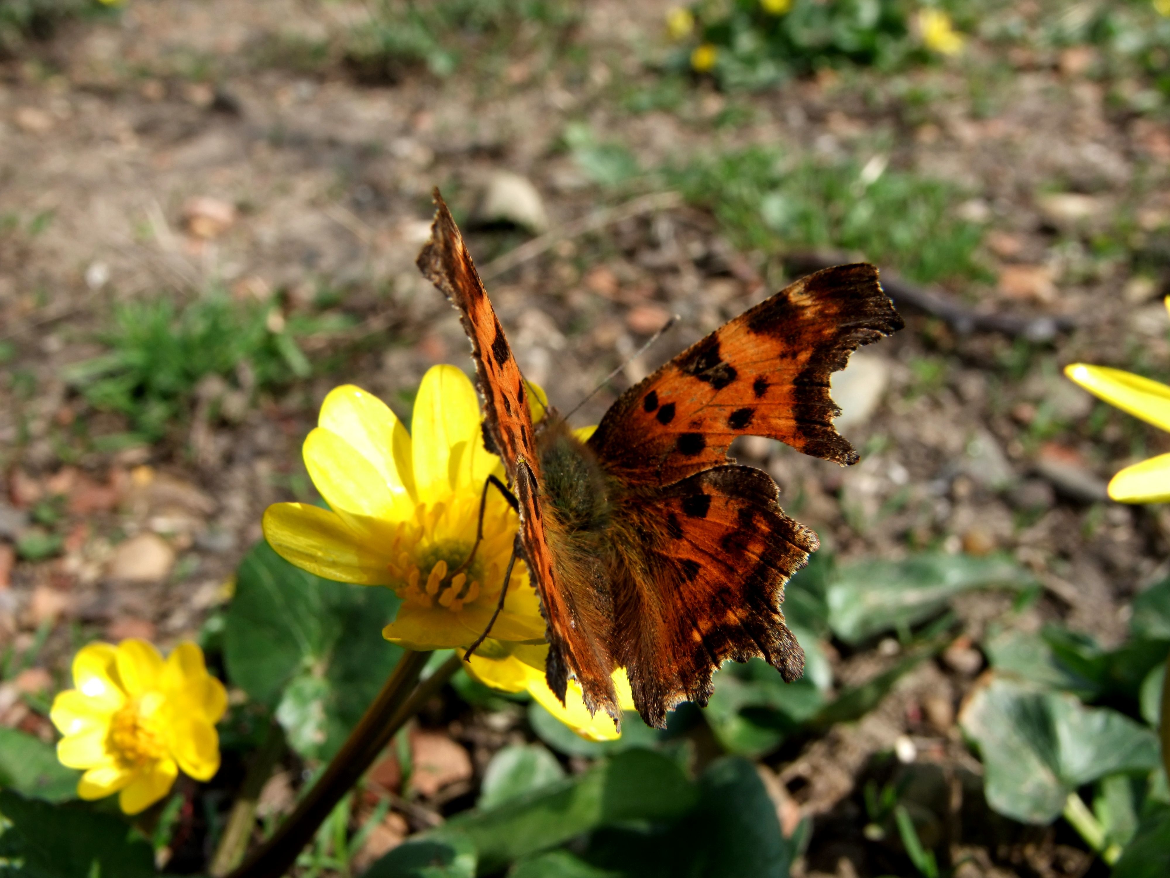 Первая бабочка весной фото. Весенние бабочки. Первые бабочки. Первые бабочки весны. 1 Весенние бабочки.