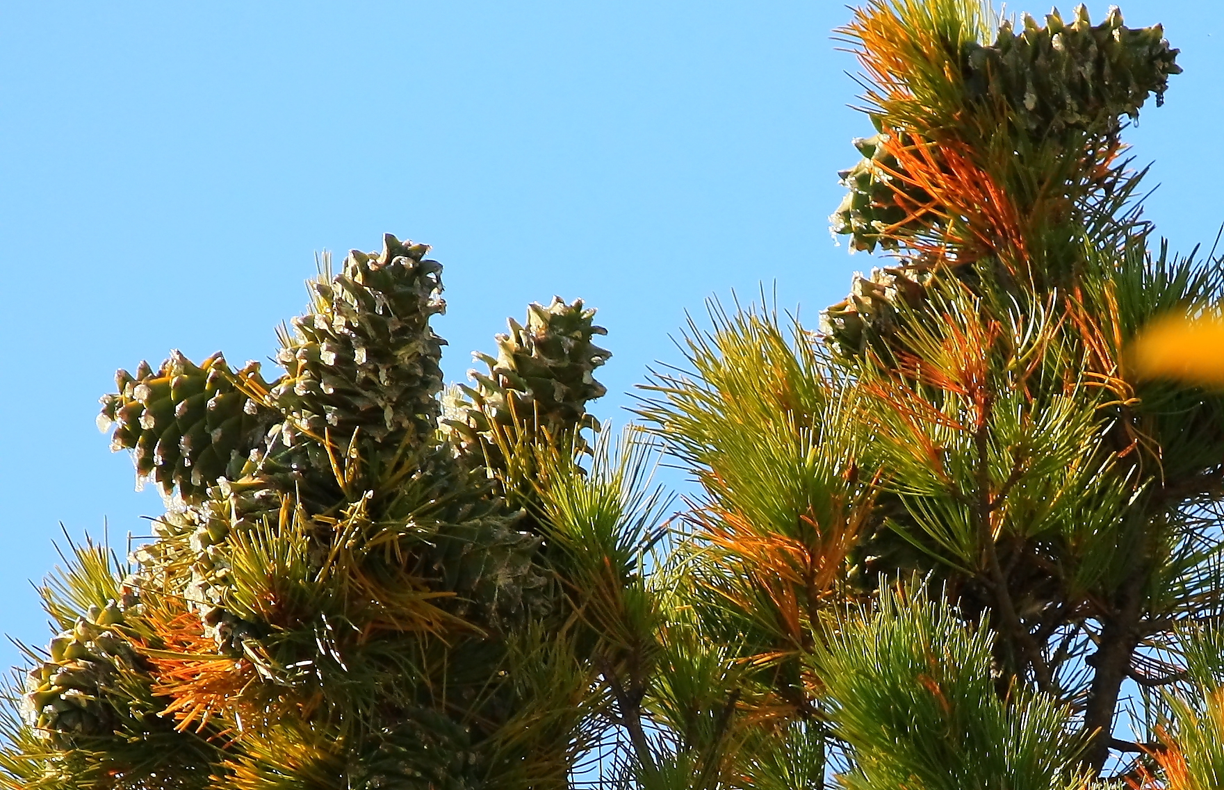 Кедр корейский Pinus koraiensis