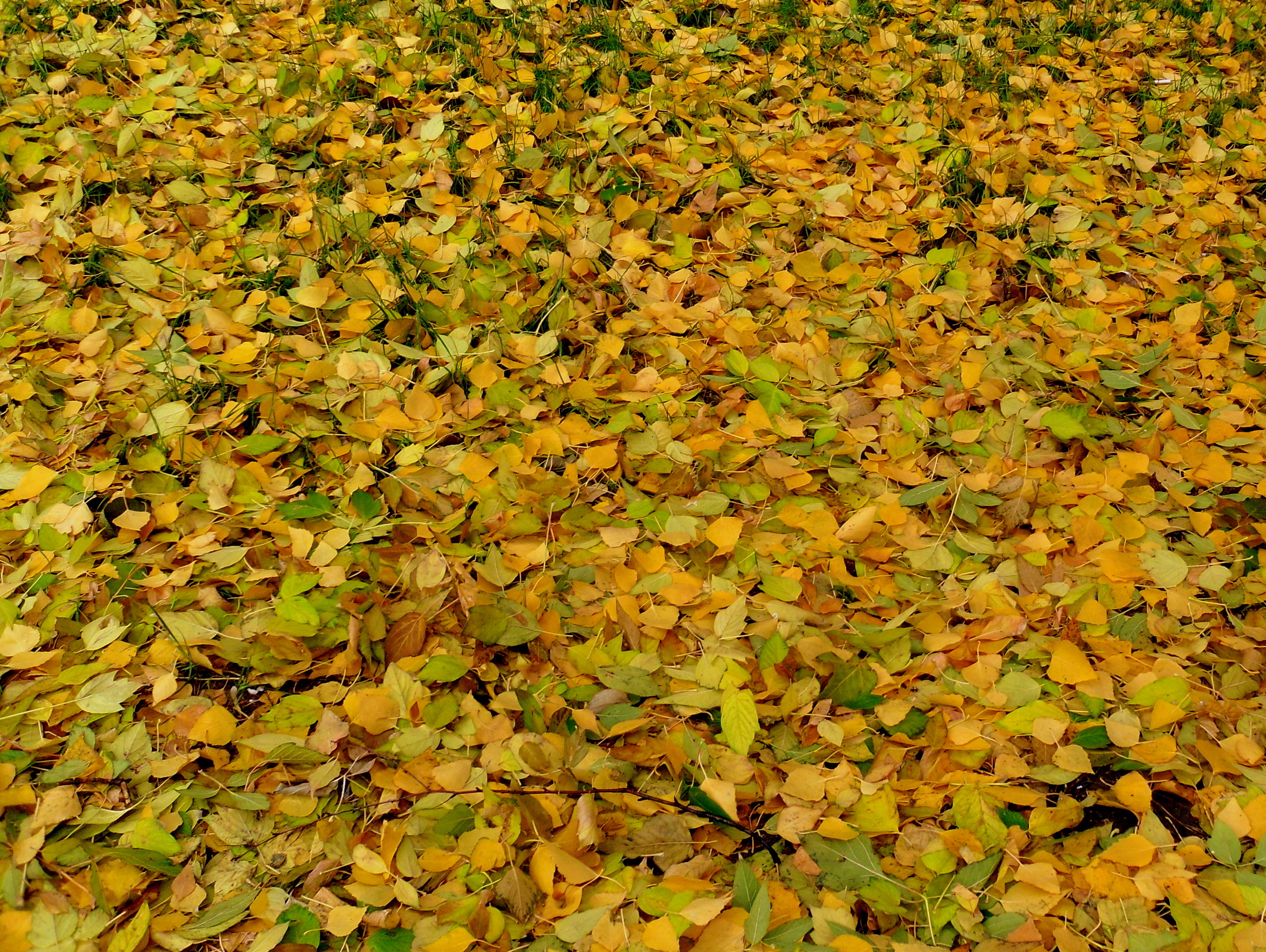 Найди лягушку. Ковер из осенней листвы. Среди листвы. Золотой ковер из листьев. Ковер из березовых листьев.