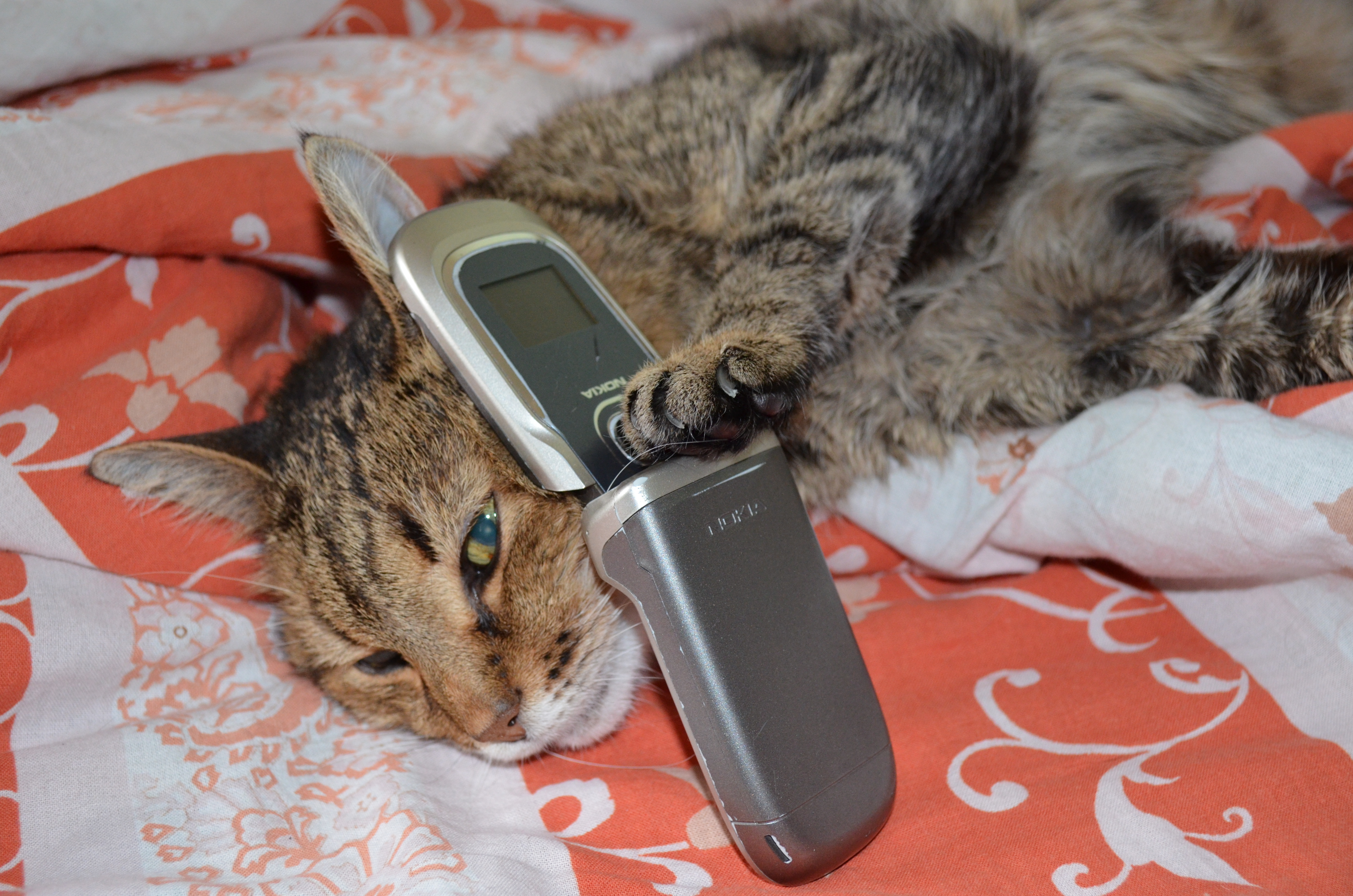 Сказала про телефон. Кошка с телефоном. Кошечка с телефоном. Котенок с телефоном. Кот с мобильником.
