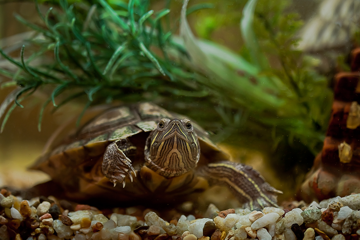 Черепаха в аквариуме уход. Аквариумная черепаха красноухая. Аквариумные Черепашки красноухие. Аквариум для красноухой черепахи. Красноухая черепаха маленькая.