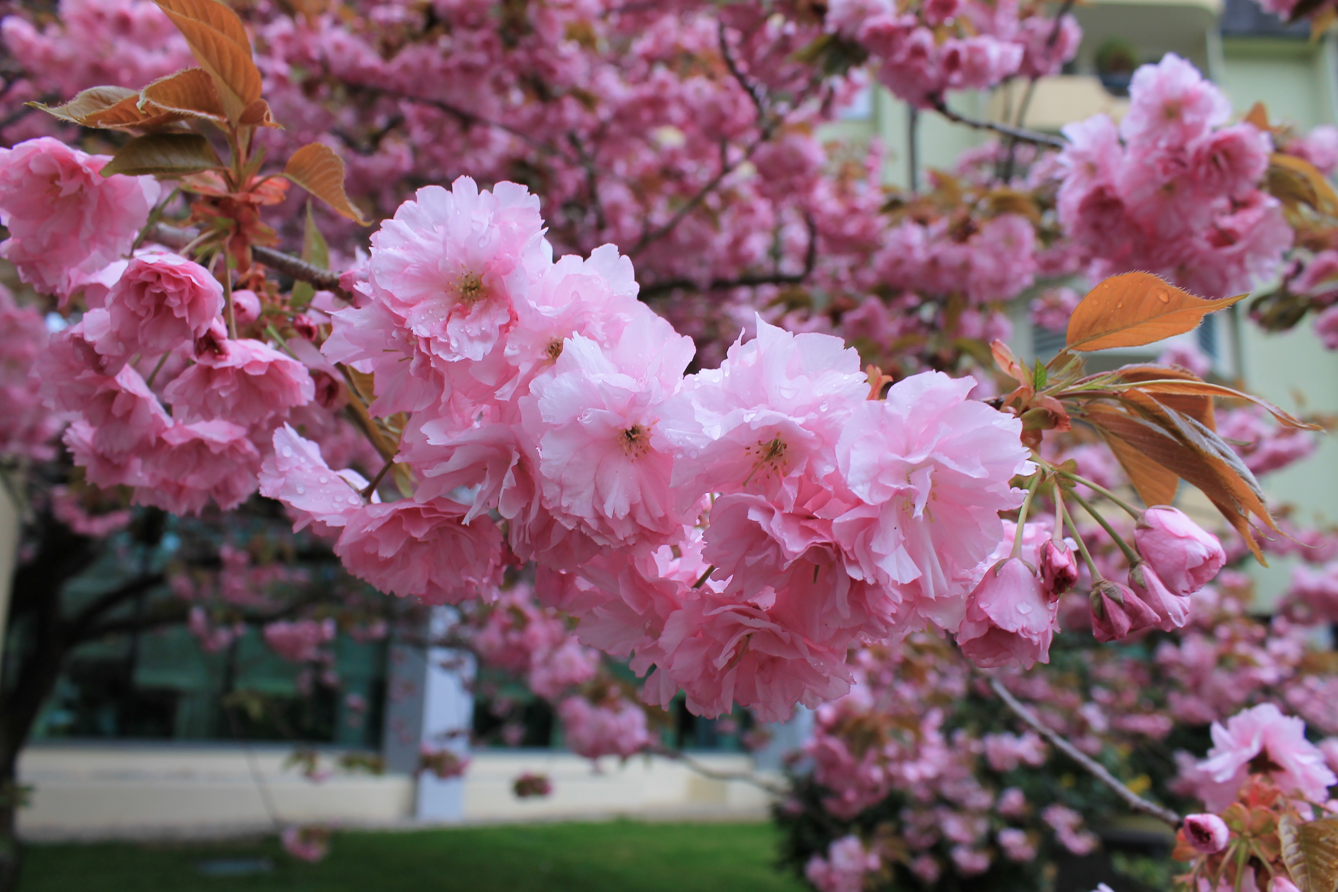 Розовые деревья в краснодаре. Японская черешня. Японская Сакура кустарник. Дейция махровая белая. Цветущее дерево.