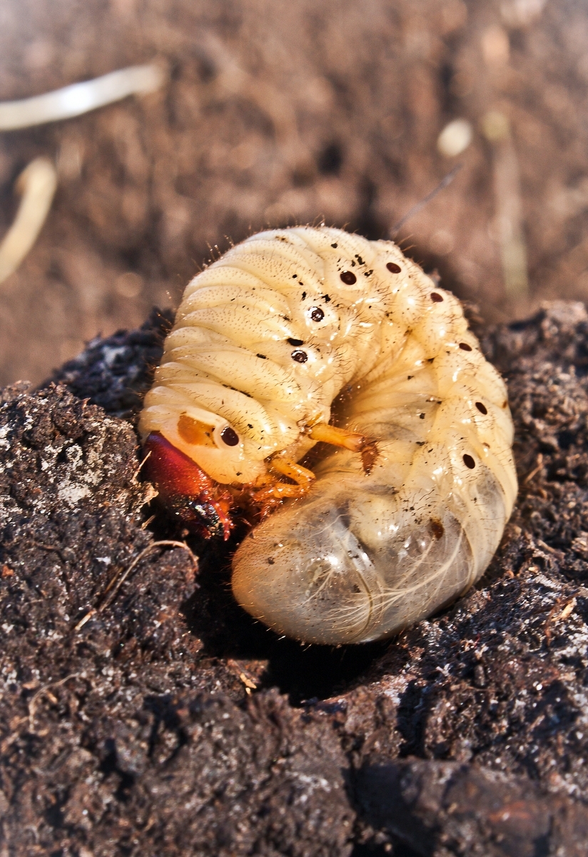 Личинка майского жука в огороде. Хрущ личинка майского жука. Личинка хруща майского. Мраморный хрущ личинка.