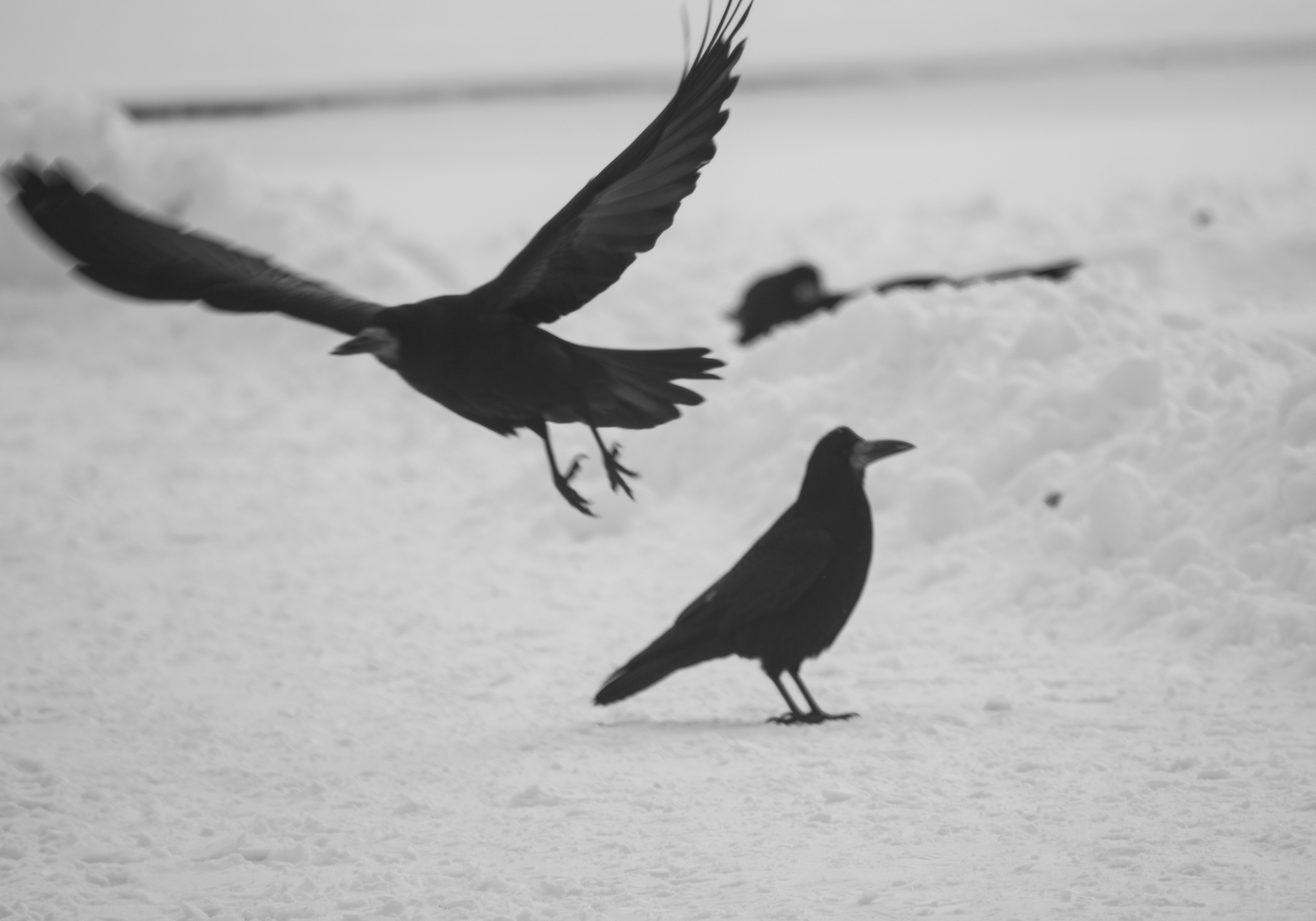 Песня по моей комнате гуляют черные. Фотоохота на птиц. Вороны. Гуляют черные вороны. Ворона прогуливается.