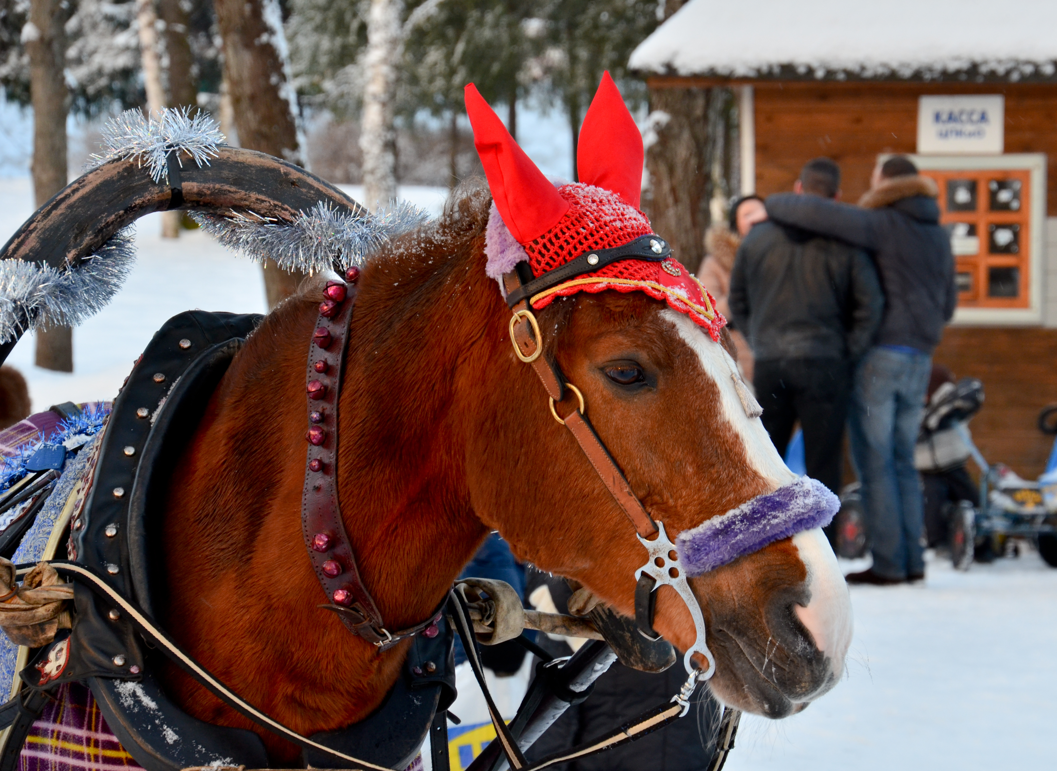 Привезти на лошади. Вип лошади. VIP конь. VIP Horses. Фото красивой лошади везущей знания людям.