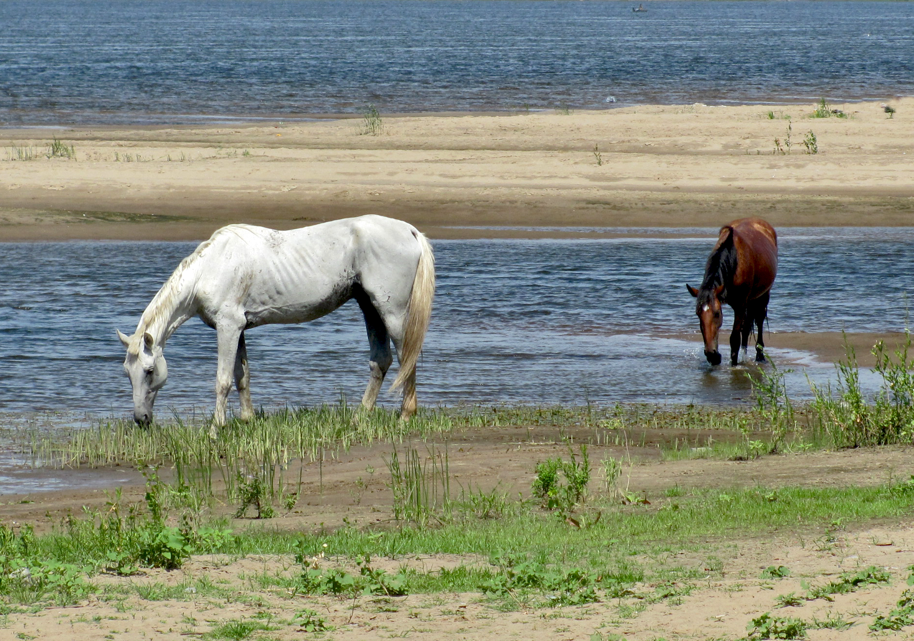Голодная лошадь. Остров Сарпинский лошади. Табун-Аральский сельсовет. Лошадь алкай.