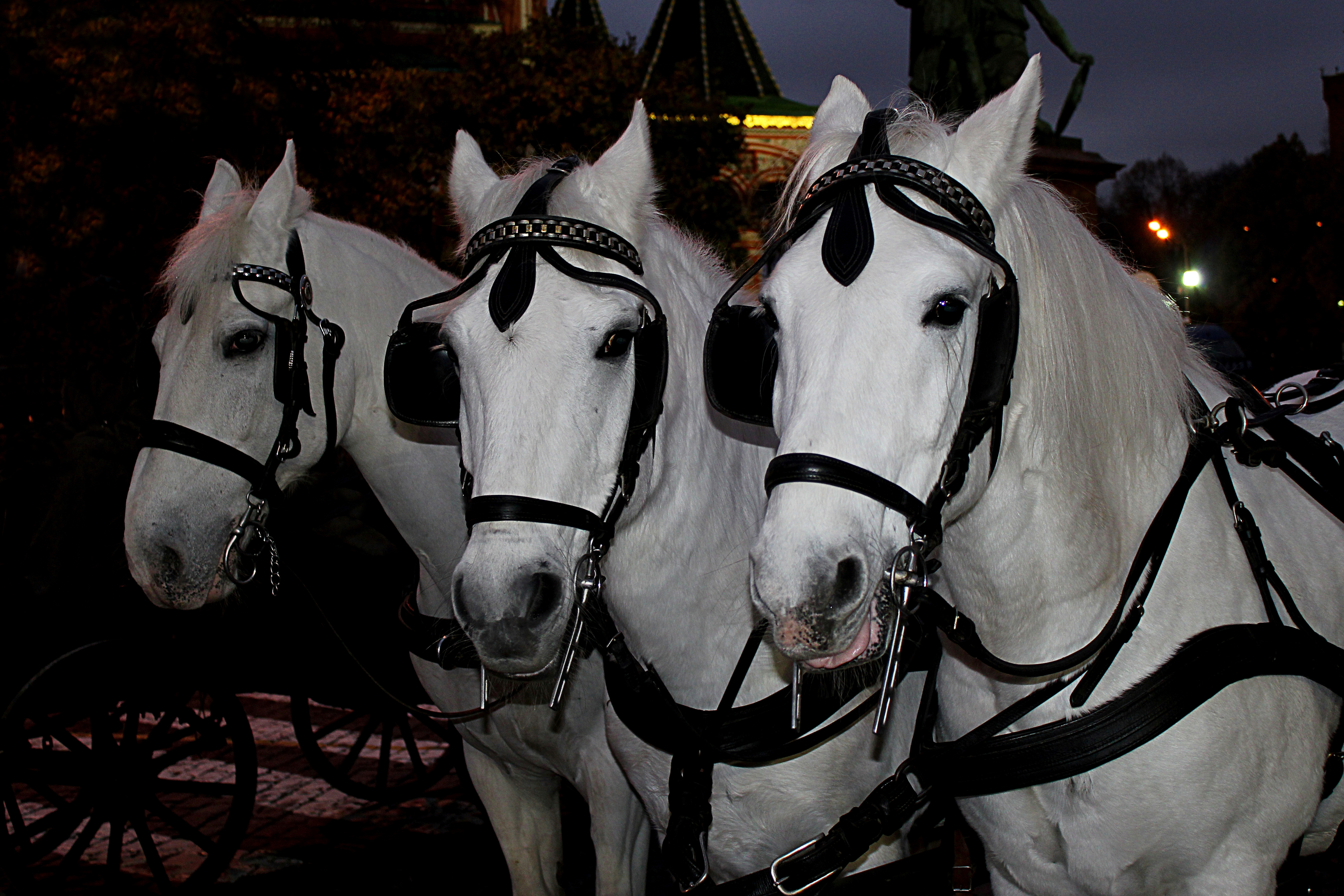 Три лошадки. Тройка лошадей. Тройка белых коней. Пара лошадей. Конь в упряжке.