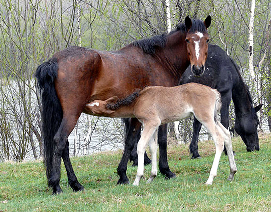 Чем самка домашней лошади выкармливает своих жеребят. Жеребенок с мамой. Жеребята сосуны. Жеребёнок самка. Лошадь самец.