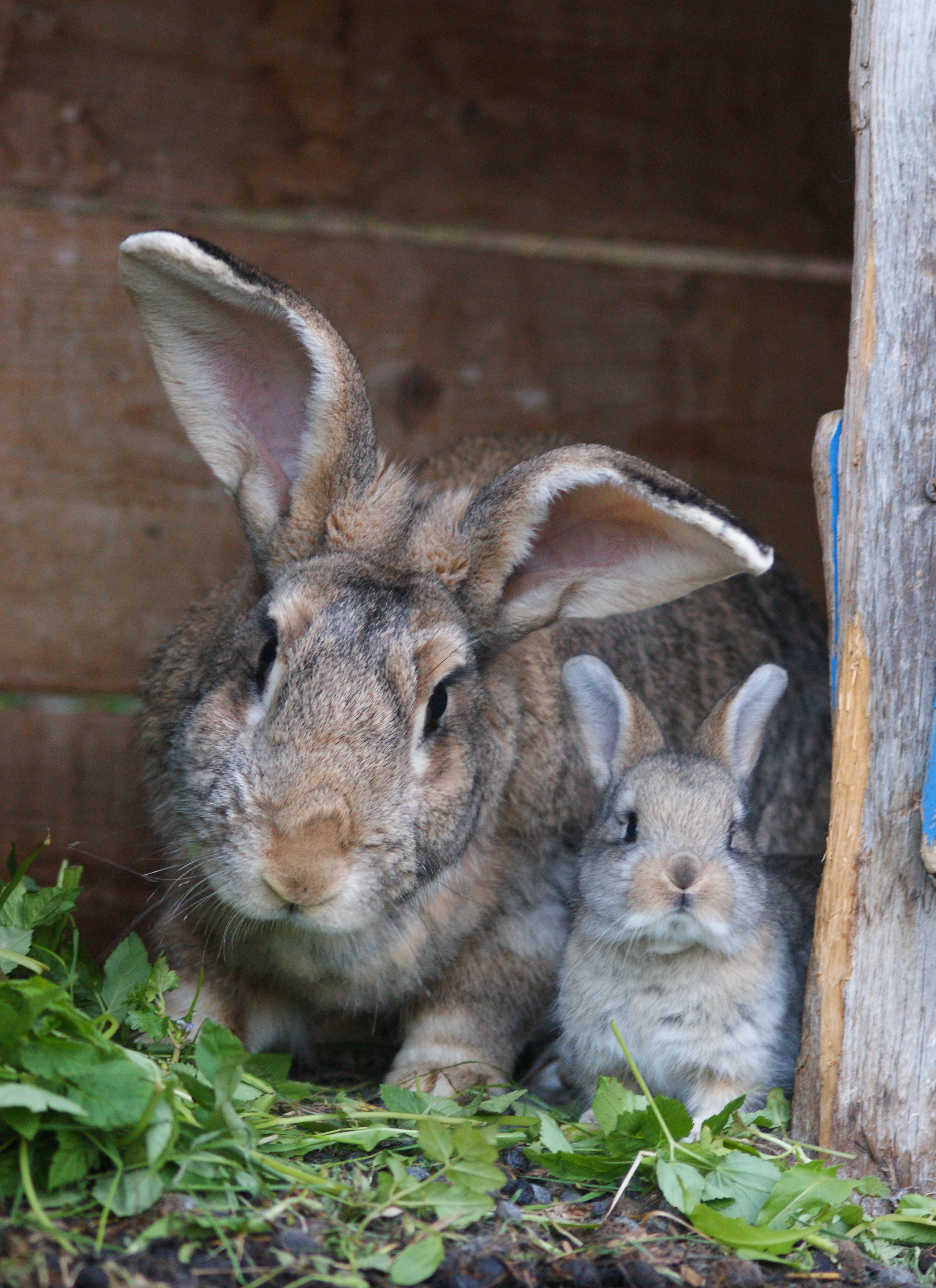 Кролики живут на ферме. Кролики. Семья кроликов. Кролики в природе. Кролики и крольчата.