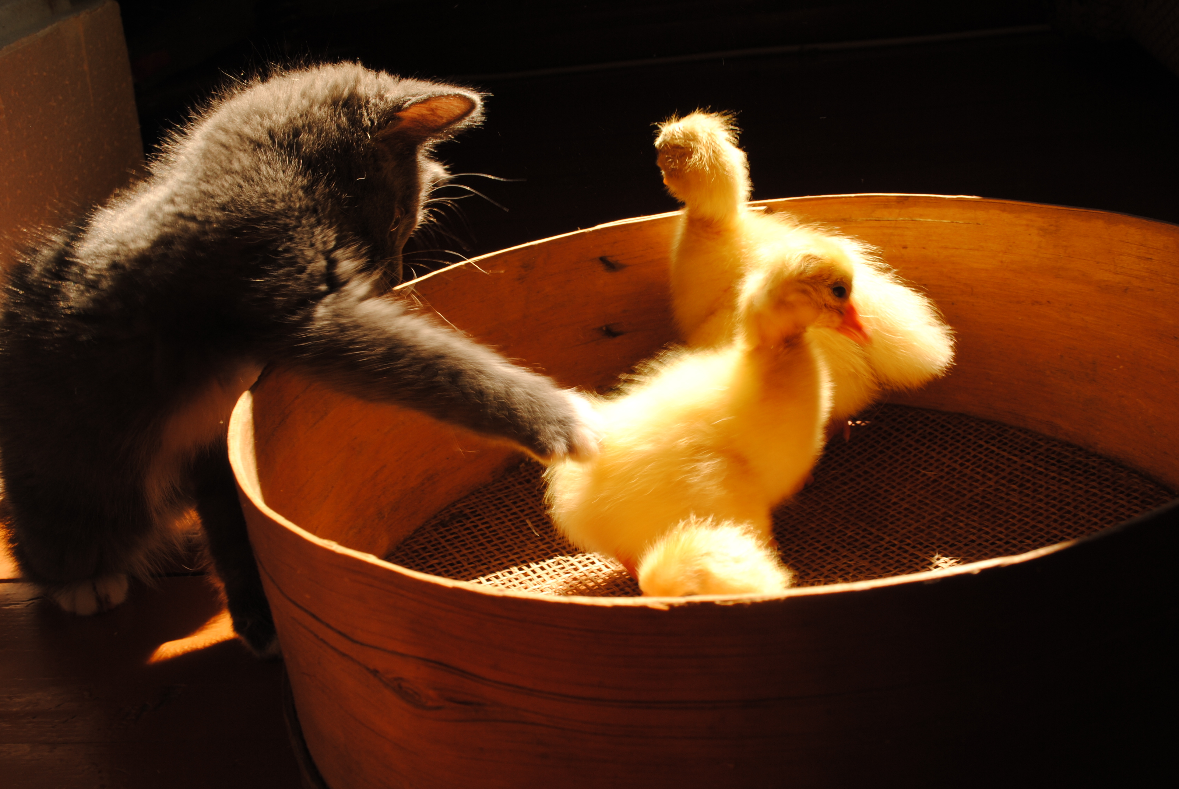 Cat duck. Котенок и цыпленок. Котенок и утенок. Доброе утро с утятами. Утята фото.